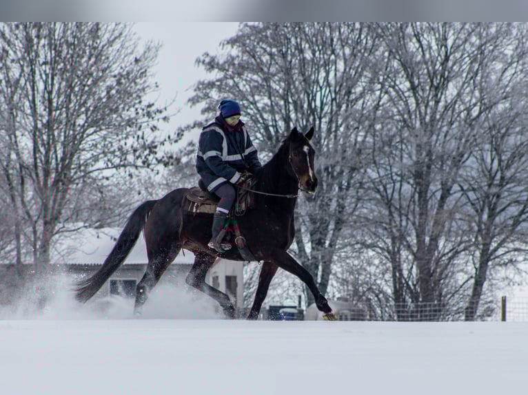 Thoroughbred Mare 16 years 16,1 hh Bay-Dark in Möhnesee