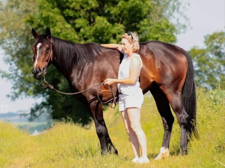 Thoroughbred Mare 16 years 16,1 hh Bay-Dark in Möhnesee