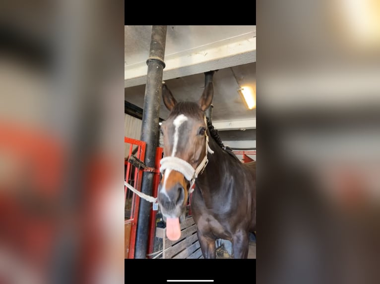 Thoroughbred Mare 16 years 16,1 hh Bay-Dark in Möhnesee