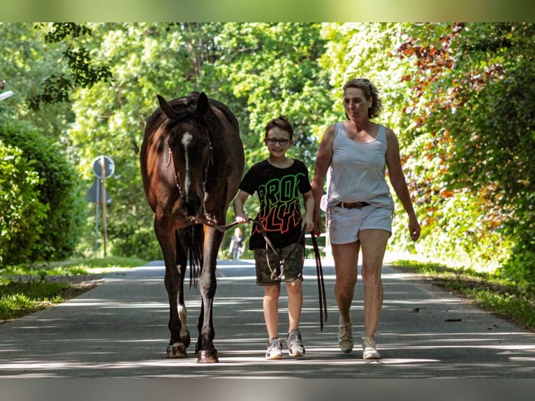 Thoroughbred Mare 16 years 16,1 hh Bay-Dark in Möhnesee