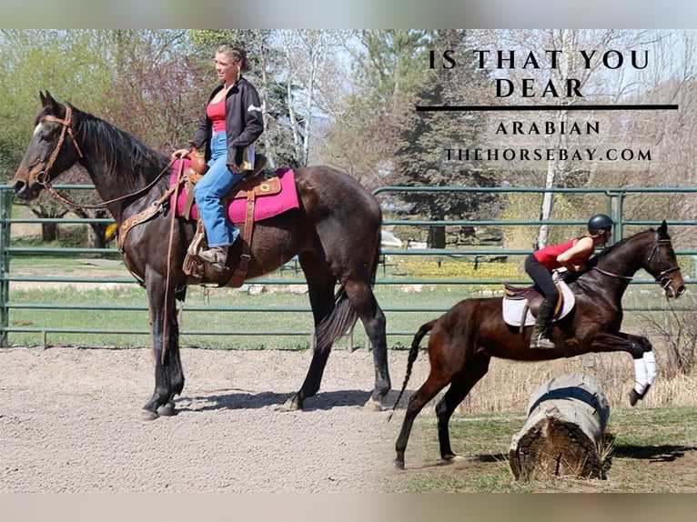 Thoroughbred Mare 16 years 17 hh Bay in Fort Collins, CO