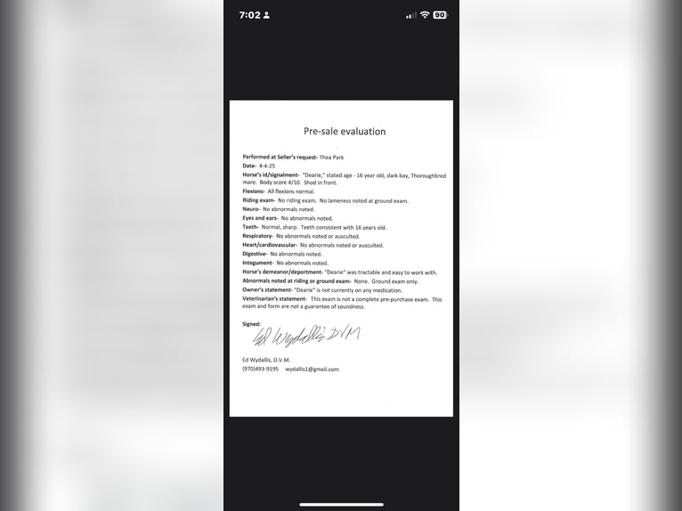 Thoroughbred Mare 16 years 17 hh Black in Fort Collins Thoroughbred Mare 16 years 17 hh Black in Fort Collins