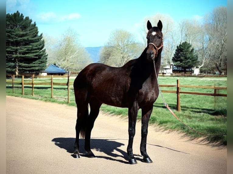 Thoroughbred Mare 16 years 17 hh Black in Fort Collins