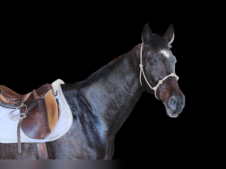 Thoroughbred Mare 16 years 17 hh Black in Fort Collins