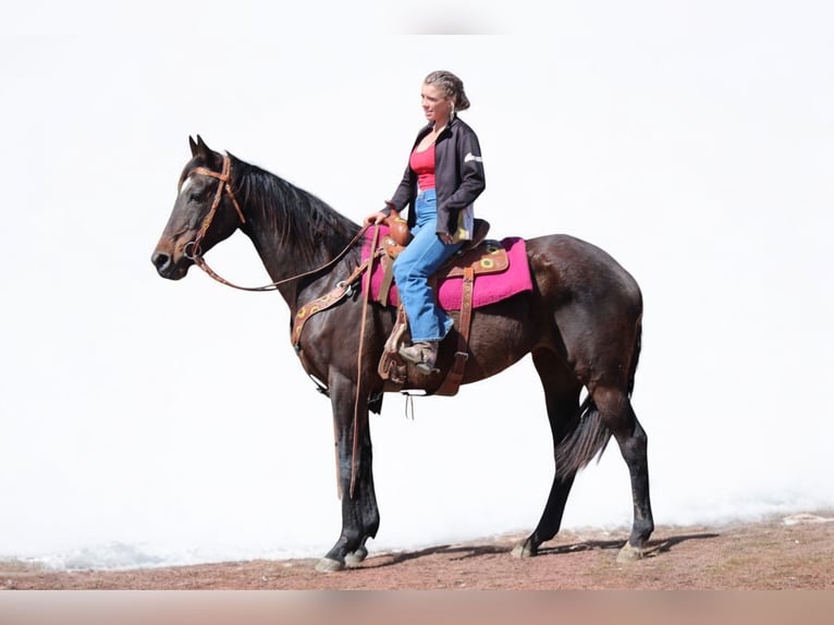 Thoroughbred Mare 16 years 17 hh Black in Fort Collins