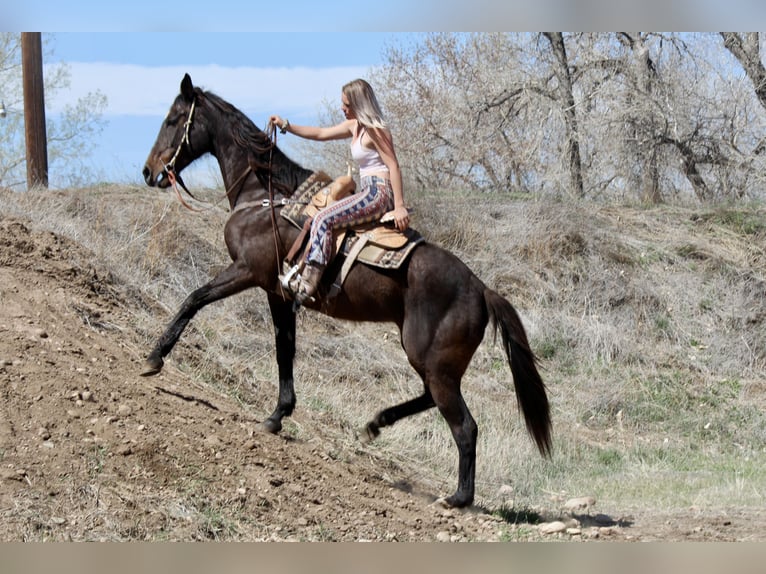 Thoroughbred Mare 16 years 17 hh Black in Fort Collins