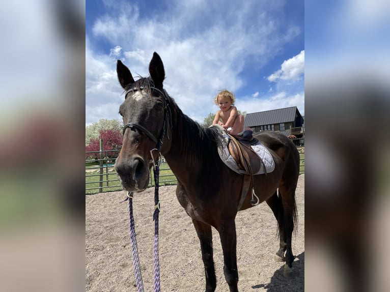 Thoroughbred Mare 16 years 17 hh Black in Fort Collins