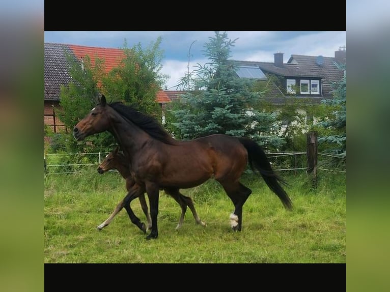 Thoroughbred Mare 16 years in Homberg (Efze)