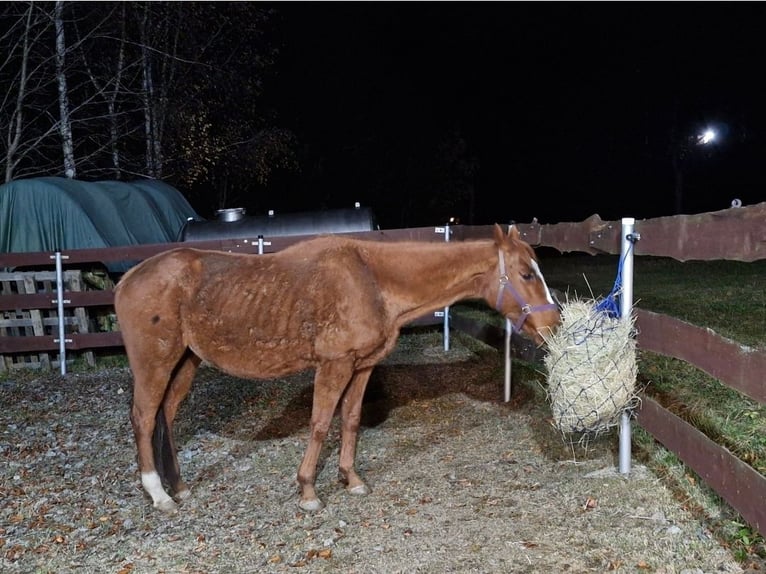 Thoroughbred Mare 17 years 15,1 hh Chestnut-Red in Mildenau