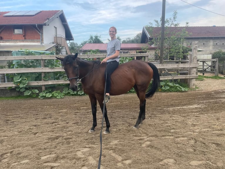 Thoroughbred Mare 17 years 15,2 hh Brown in Frauenneuharting