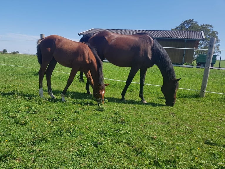 Thoroughbred Mare 17 years 15,2 hh Brown in Frauenneuharting