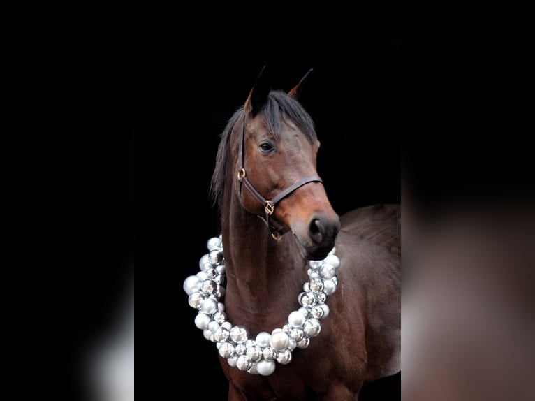 Thoroughbred Mare 17 years 15,2 hh Brown in Frauenneuharting