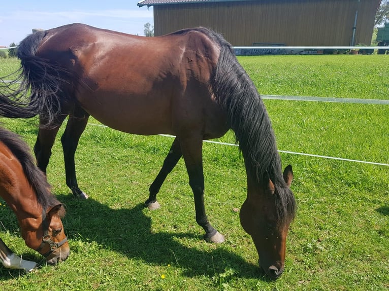 Thoroughbred Mare 17 years 15,2 hh Brown in Frauenneuharting