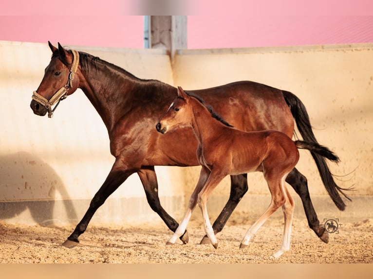 Thoroughbred Mare 17 years 15,2 hh Brown in Frauenneuharting
