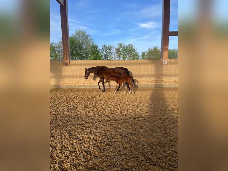 Thoroughbred Mare 17 years 15,2 hh Brown in Frauenneuharting
