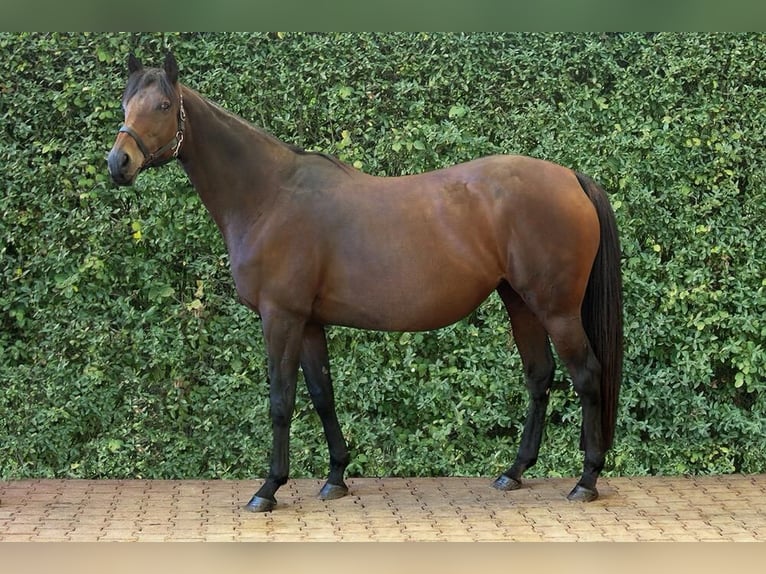 Thoroughbred Mare 17 years 15,2 hh Brown in Frauenneuharting