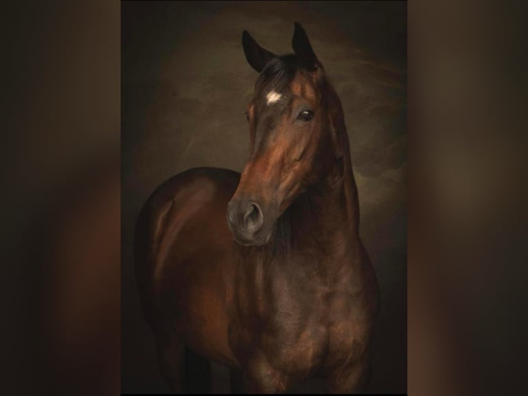 Thoroughbred Mare 17 years 15,2 hh Brown in Lienden