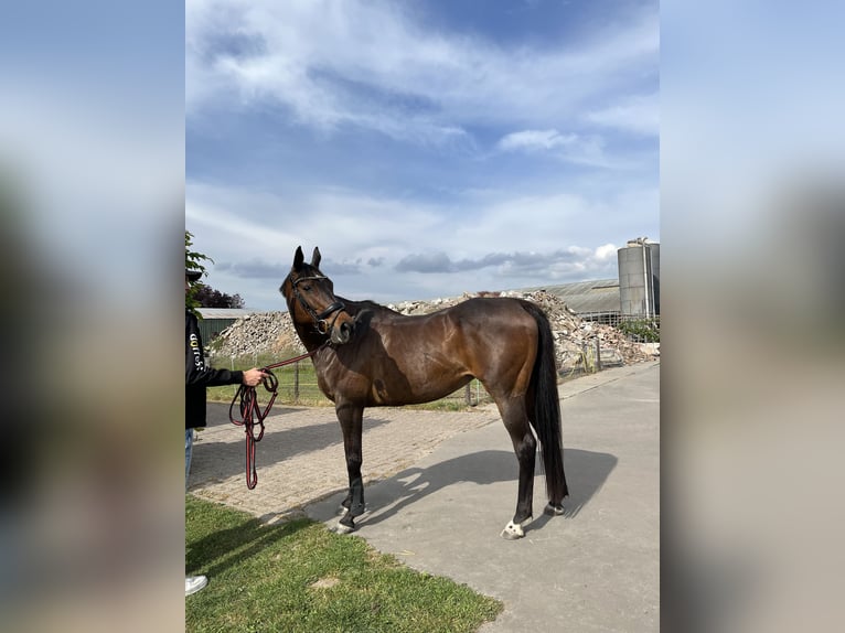 Thoroughbred Mare 17 years 15,2 hh Brown in Lienden