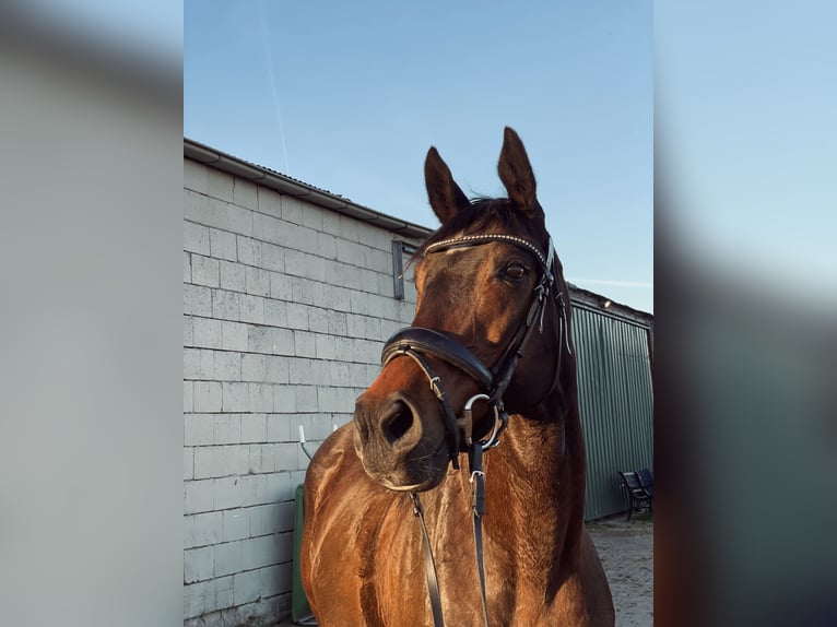 Thoroughbred Mare 17 years 15,2 hh Brown in Lienden
