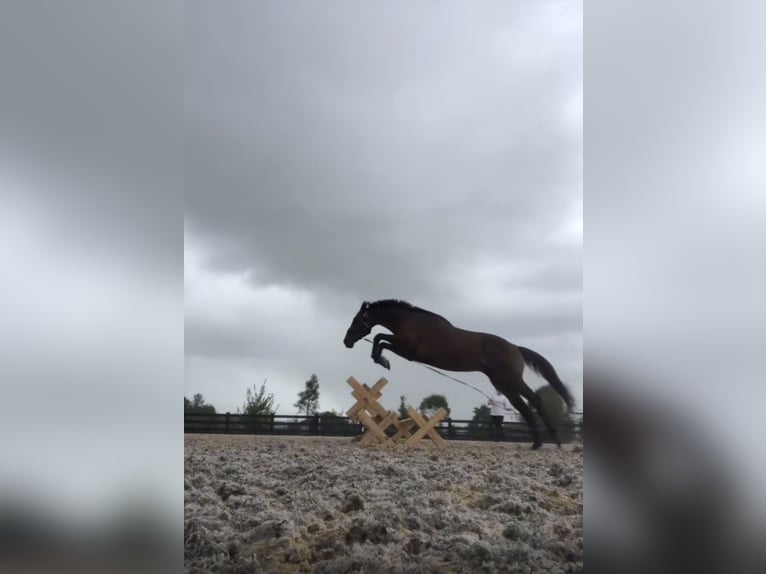 Thoroughbred Mare 17 years 16 hh Bay-Dark in NSW