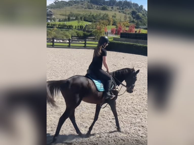 Thoroughbred Mare 17 years 16 hh Bay-Dark in NSW