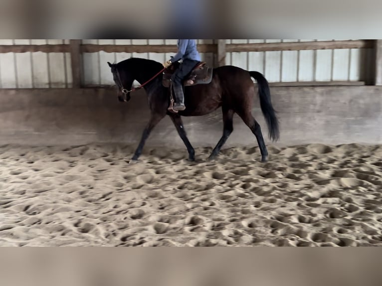 Thoroughbred Mare 17 years 16 hh Bay in Plano, Illinois