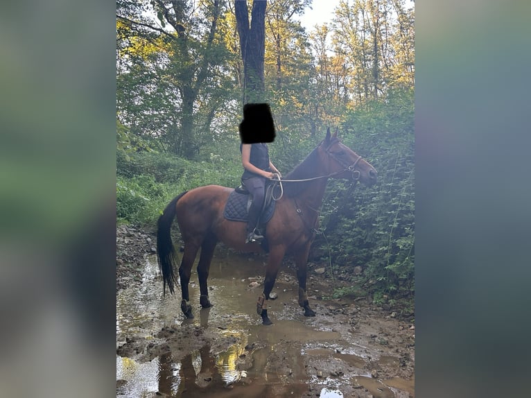 Thoroughbred Mare 17 years 16 hh Brown in Lathus-Saint-Rémy