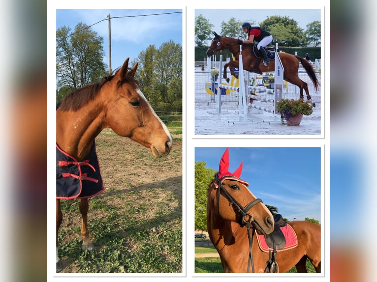 Thoroughbred Mare 17 years 16 hh Chestnut-Red in Noves