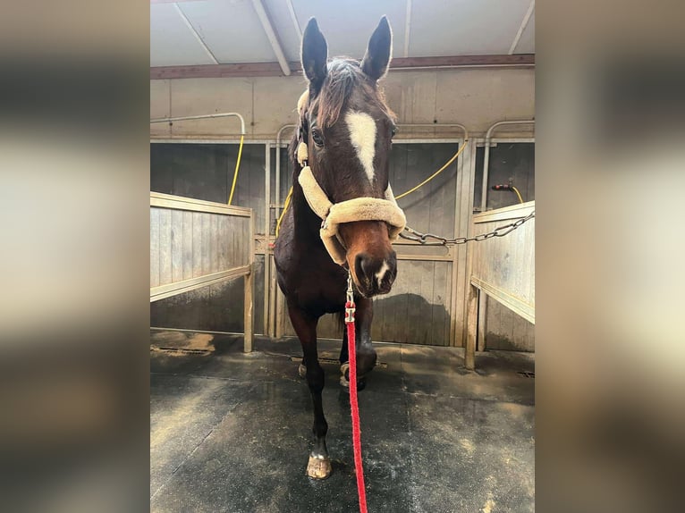 Thoroughbred Mare 17 years 16,1 hh Bay-Dark in Reventin-Vaugris