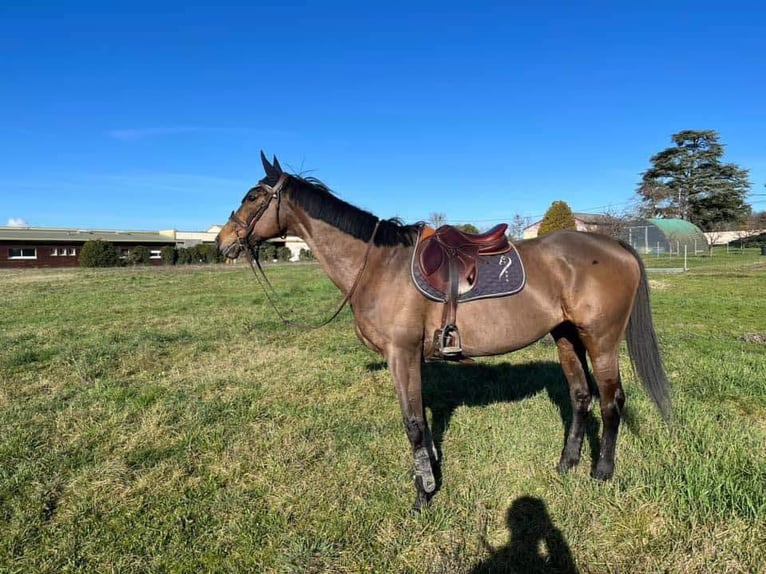 Thoroughbred Mare 17 years 16,1 hh Bay-Dark in Reventin-Vaugris