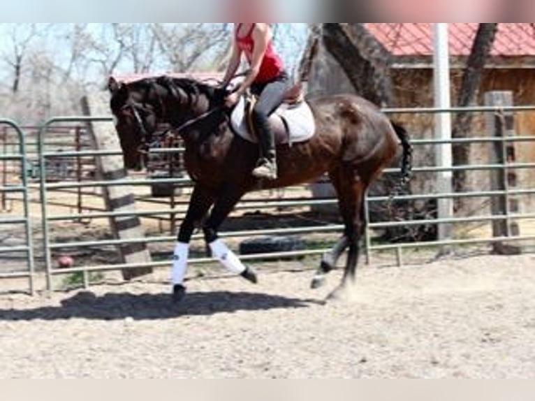 Thoroughbred Mare 17 years 17 hh Bay in Fort Collins, CO