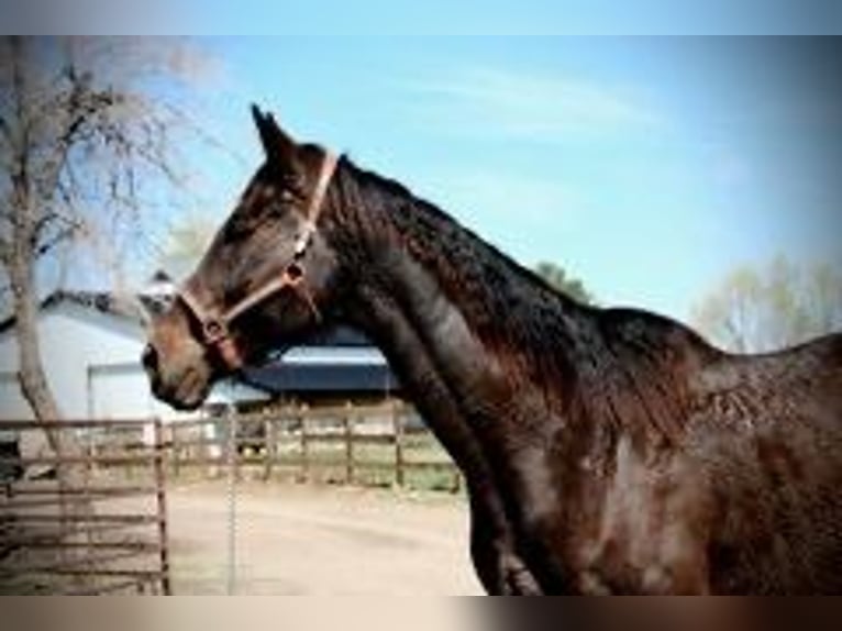Thoroughbred Mare 17 years 17 hh Bay in Fort Collins, CO