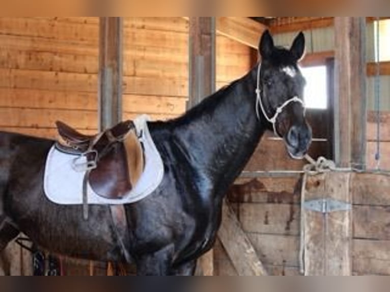 Thoroughbred Mare 17 years 17 hh Bay in Fort Collins, CO