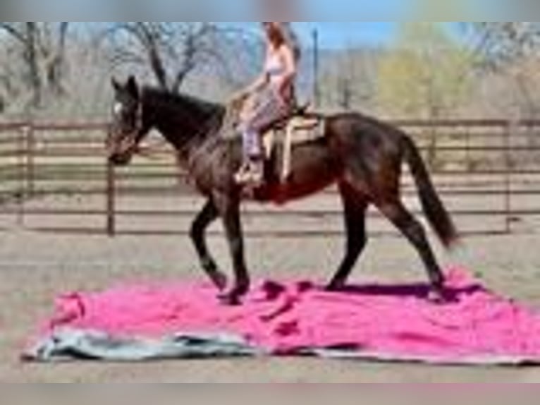 Thoroughbred Mare 17 years 17 hh Bay in Fort Collins, CO