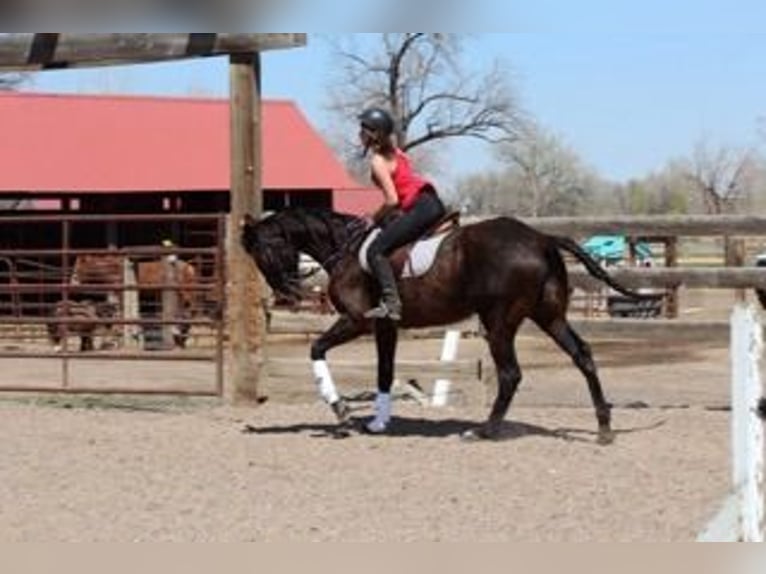 Thoroughbred Mare 17 years 17 hh Bay in Fort Collins, CO