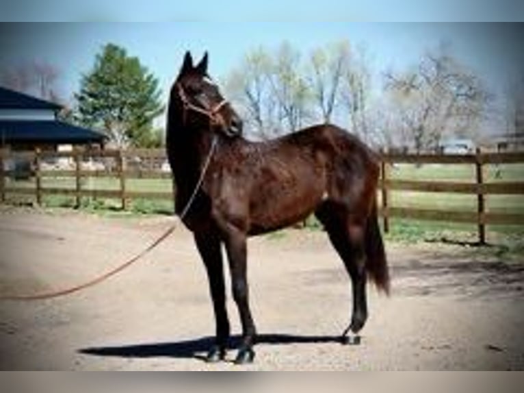 Thoroughbred Mare 17 years 17 hh Bay in Fort Collins, CO