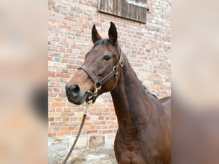 Thoroughbred Mare 17 years in Ausleben