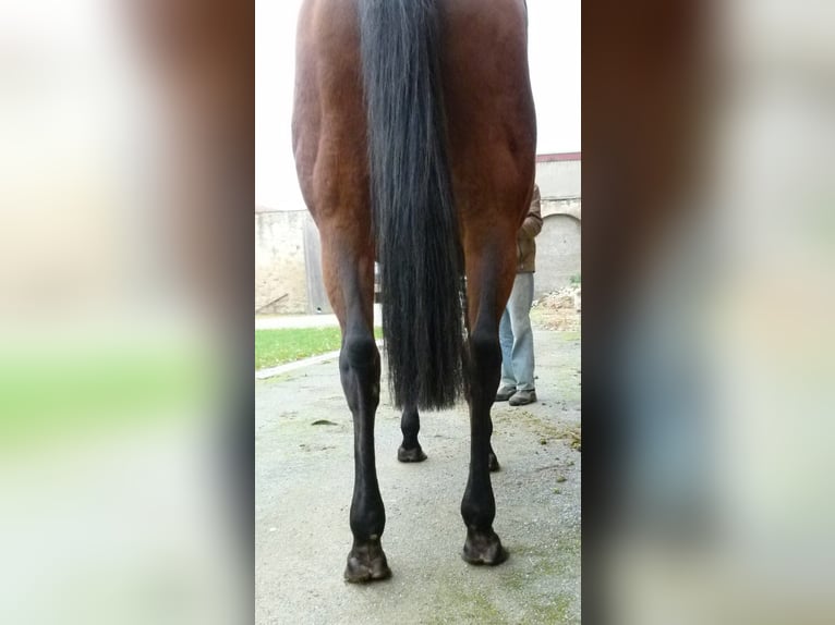 Thoroughbred Mare 17 years in Ausleben