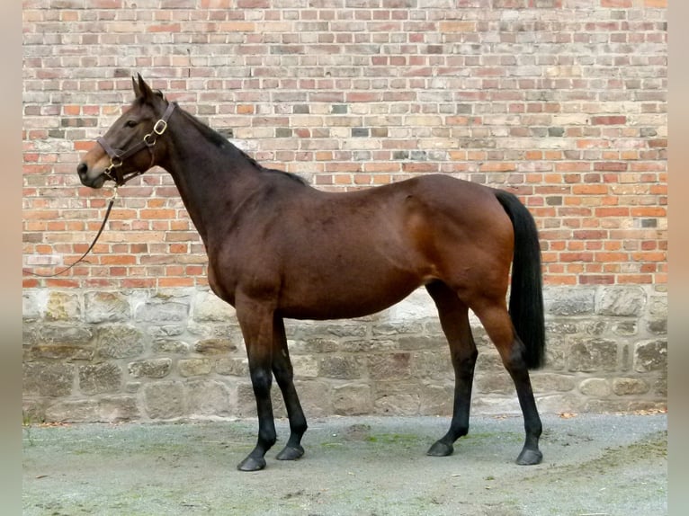 Thoroughbred Mare 17 years in Ausleben