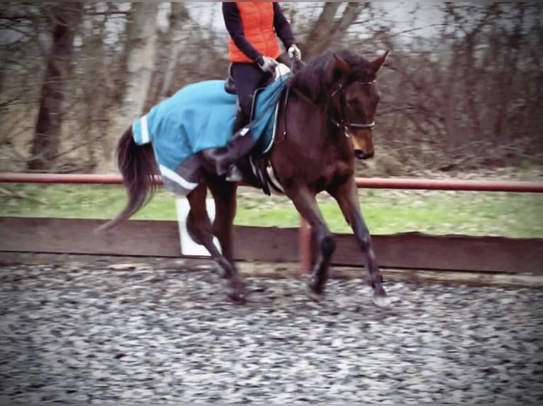 Thoroughbred Mare 18 years 15,2 hh Brown in Neustadt an der Weinstraße