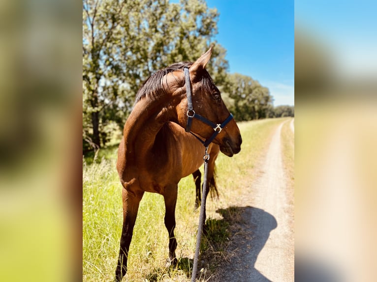 Thoroughbred Mare 18 years 15,2 hh Brown in Neustadt an der Weinstraße