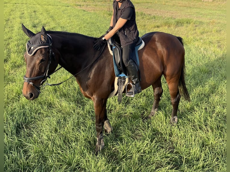 Thoroughbred Mare 18 years 15,2 hh Brown in Neustadt an der Weinstraße