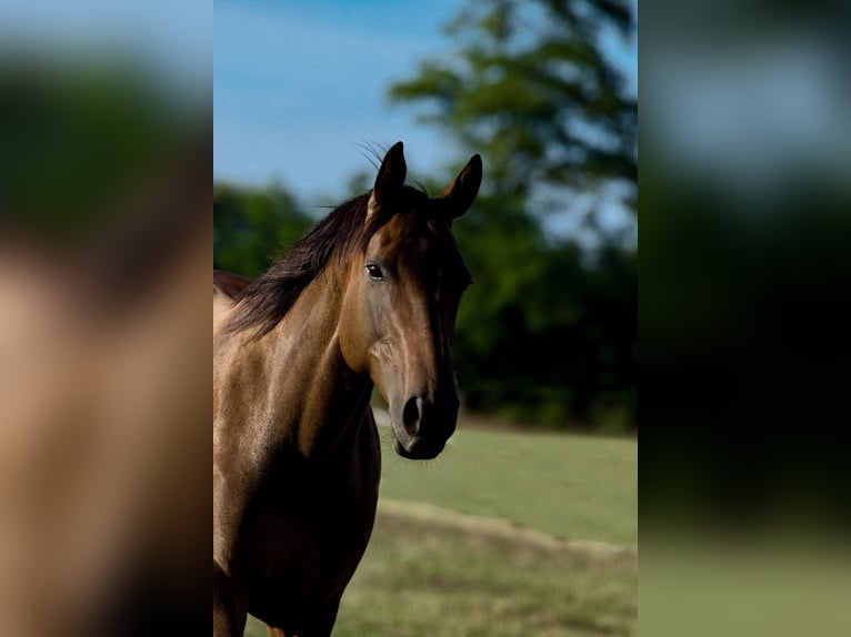 Thoroughbred Mare 18 years 15,2 hh Brown in Neustadt an der Weinstraße