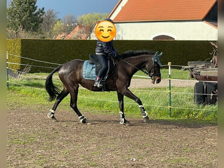 Thoroughbred Mare 18 years 15,1 hh Brown in Dresden