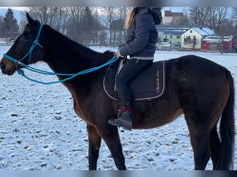 Thoroughbred Mare 18 years 15,1 hh Brown in Dresden