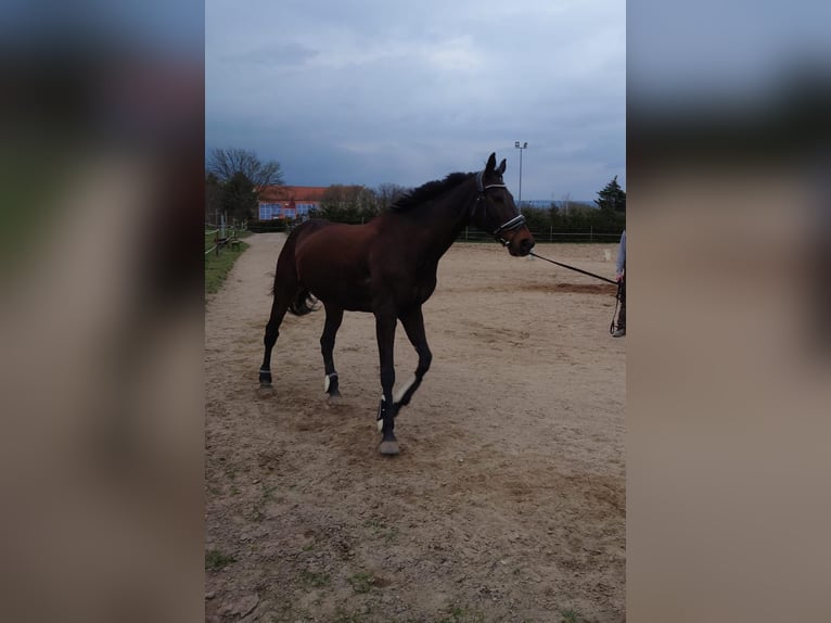 Thoroughbred Mare 18 years 15,1 hh Brown in Dresden