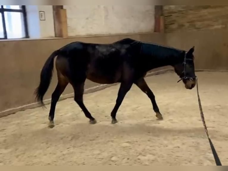 Thoroughbred Mare 18 years 15,1 hh Brown in Dresden