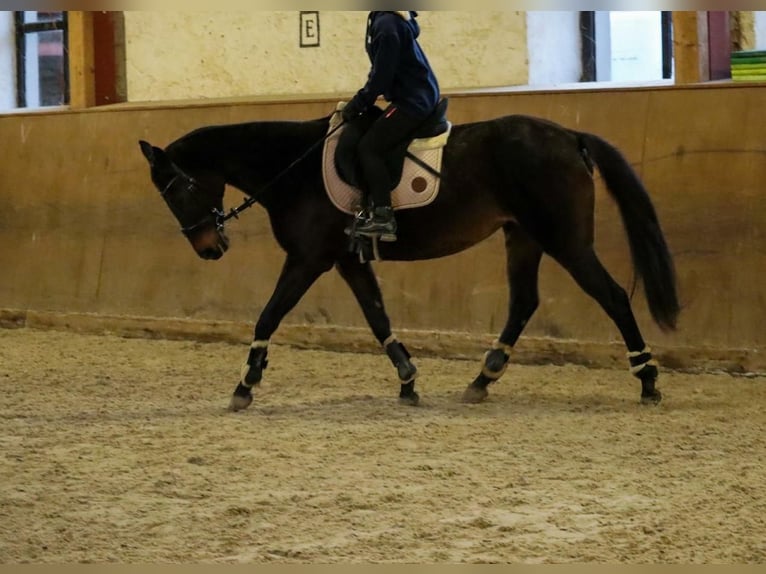 Thoroughbred Mare 18 years 15,1 hh Brown in Dresden