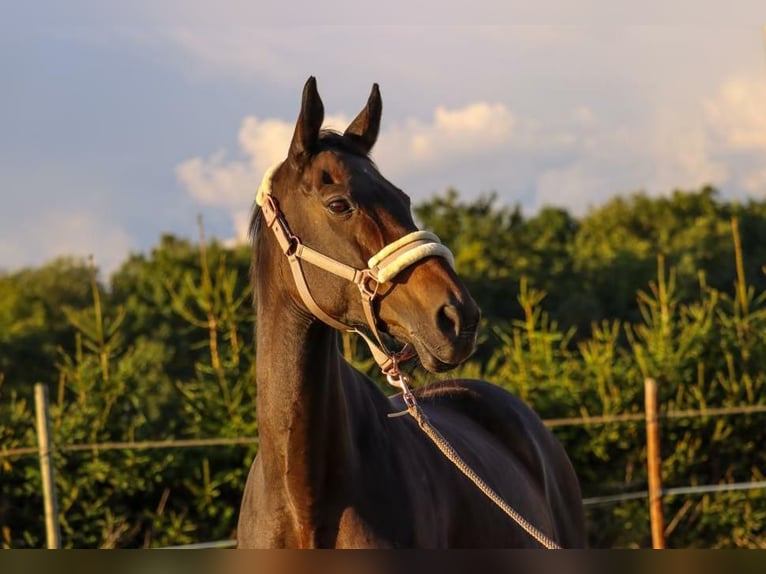 Thoroughbred Mare 18 years 15,1 hh Brown in Dresden