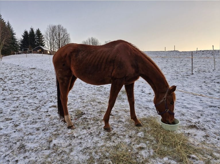 Thoroughbred Mare 18 years 15,1 hh Chestnut-Red in Mildenau